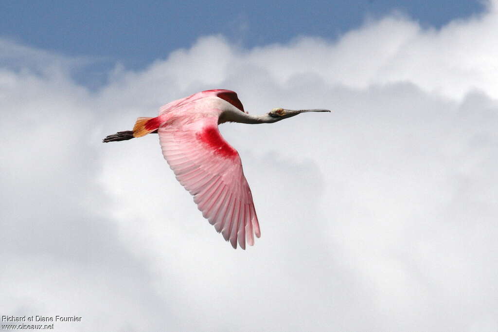 Roseate Spoonbilladult, pigmentation, Flight