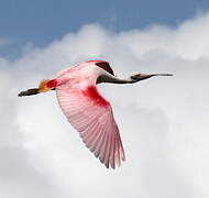 Roseate Spoonbill