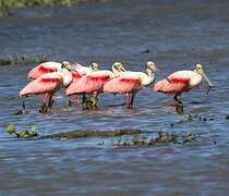 Roseate Spoonbill