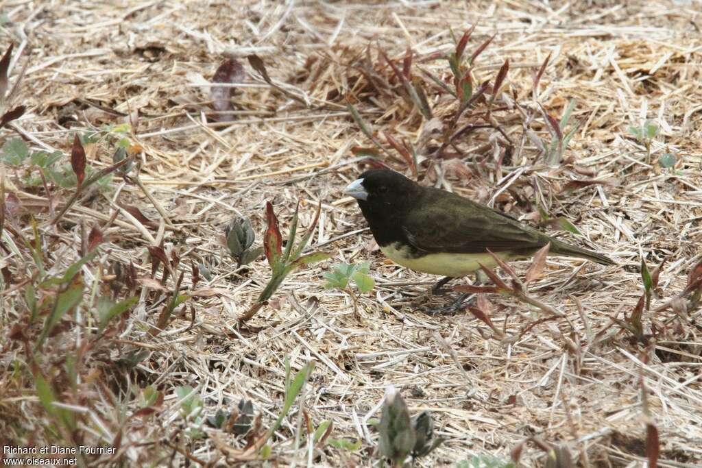 Yellow-bellied Seedeater male adult, walking, fishing/hunting