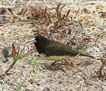 Yellow-bellied Seedeater