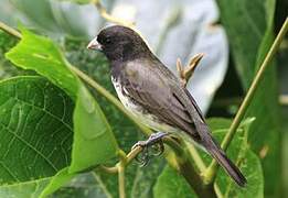 Yellow-bellied Seedeater