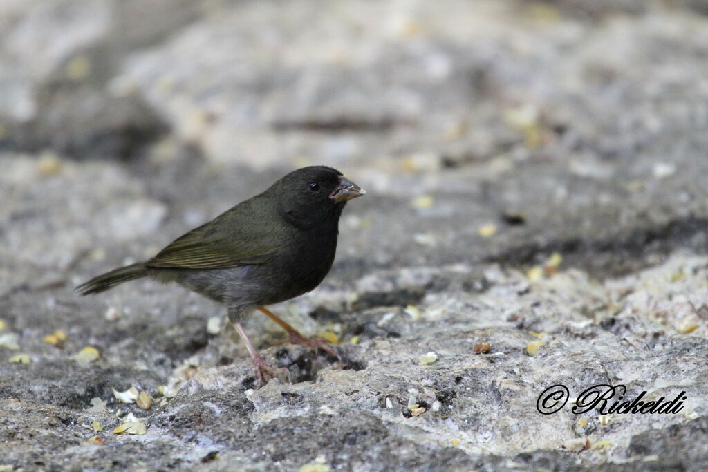 Black-faced Grassquit