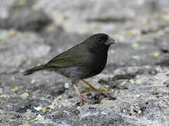 Black-faced Grassquit