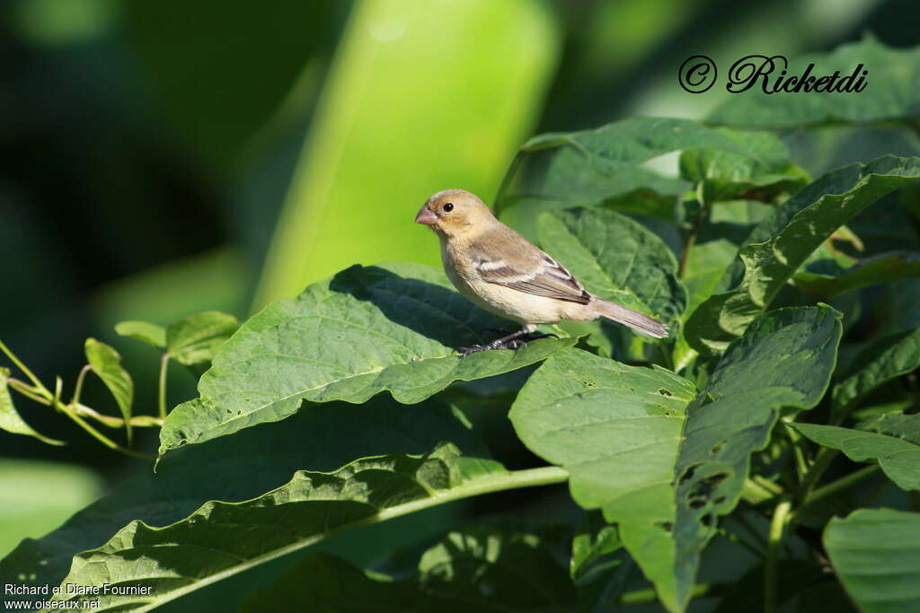 Sporophile de Morelet femelle adulte, identification