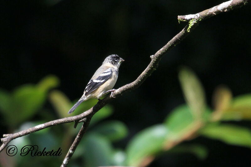Morelet's Seedeater male