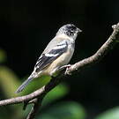 Sporophile de Morelet
