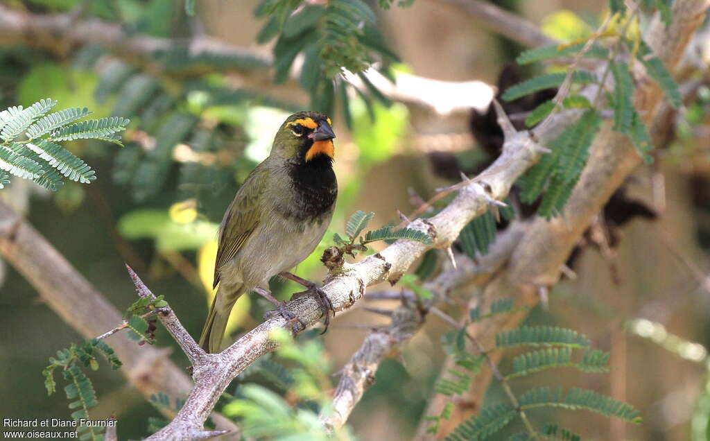 Yellow-faced Grassquit male adult, habitat, pigmentation