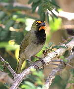 Yellow-faced Grassquit