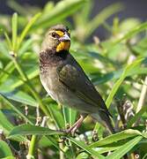 Yellow-faced Grassquit