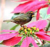 Yellow-faced Grassquit