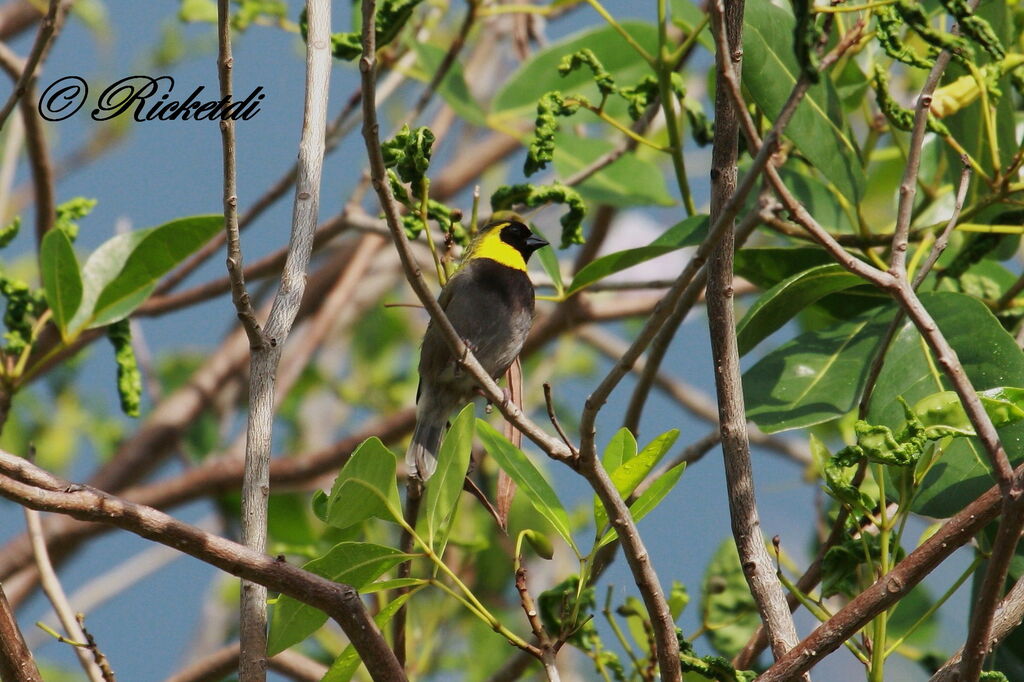 Cuban Grassquit