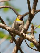 Cuban Grassquit