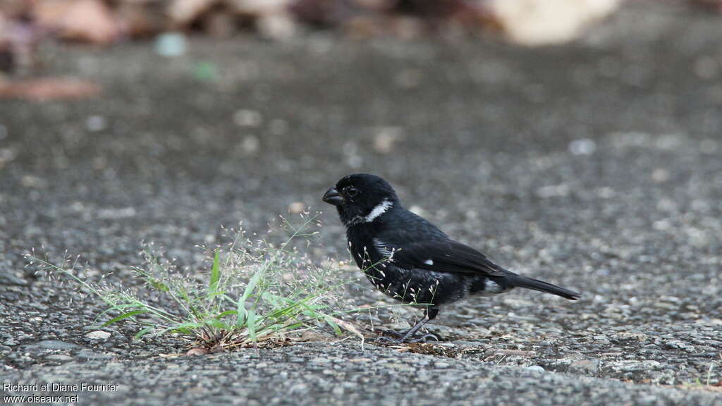 Variable Seedeater male adult, eats