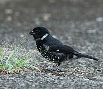 Variable Seedeater