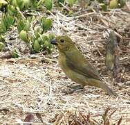 Variable Seedeater