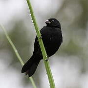 Variable Seedeater