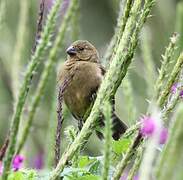 Variable Seedeater