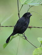 Variable Seedeater