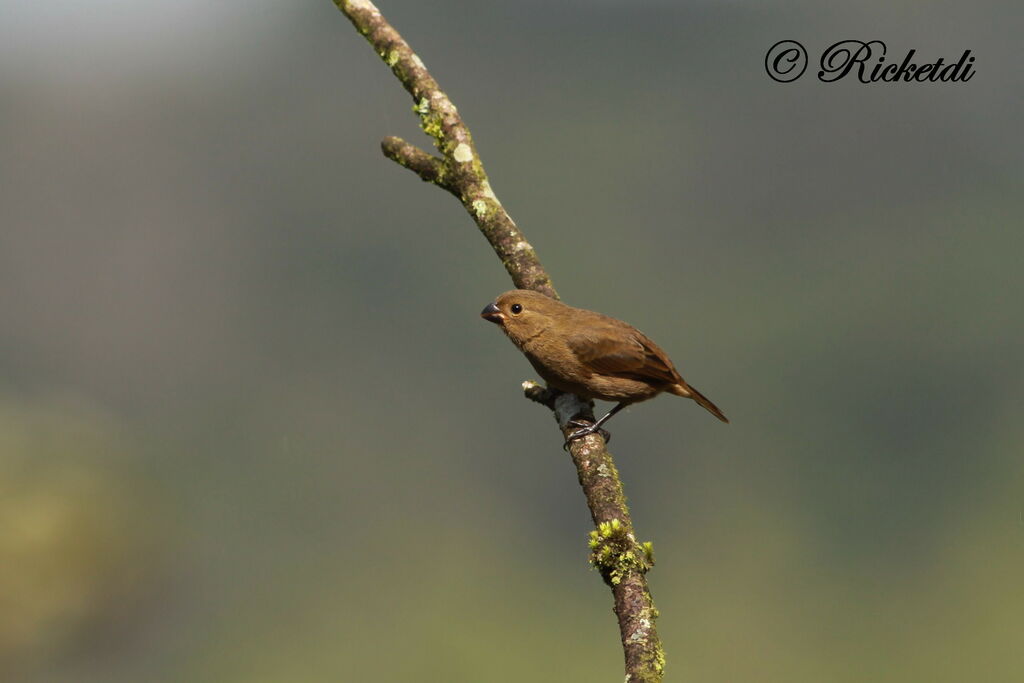 Variable Seedeater