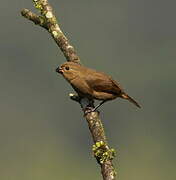 Variable Seedeater