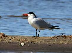 Caspian Tern