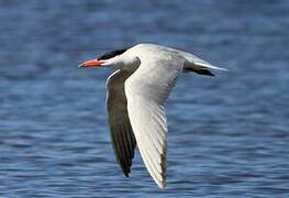 Caspian Tern