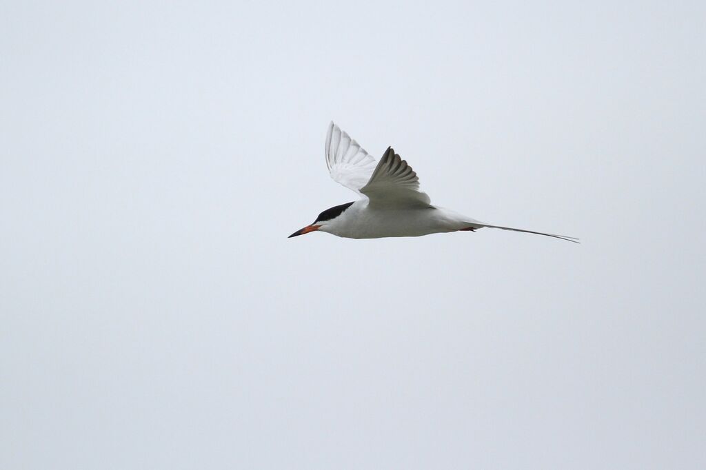 Forster's Tern