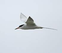 Forster's Tern