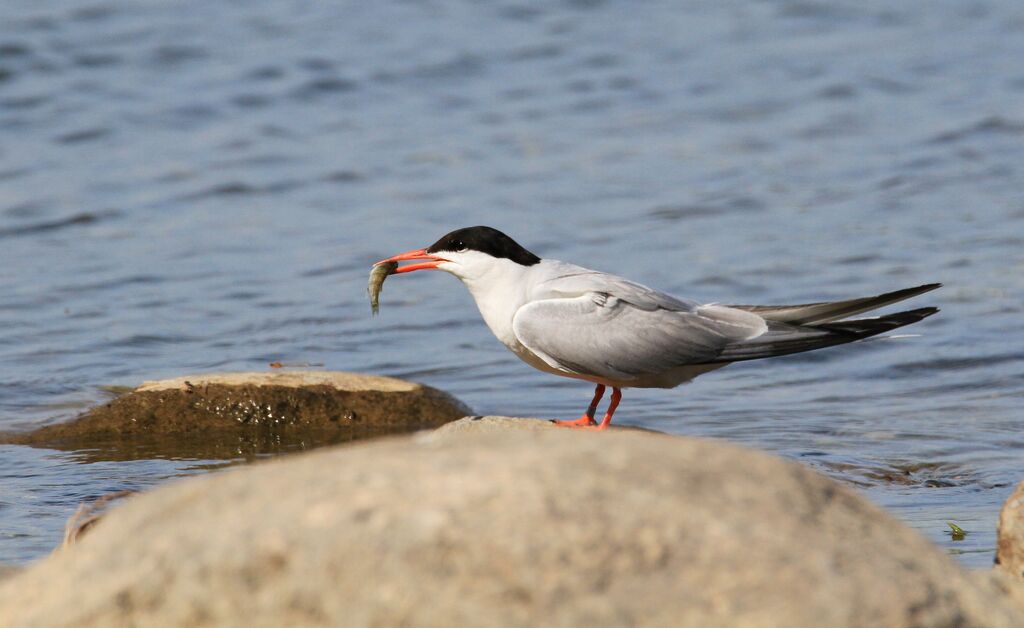 Common Tern