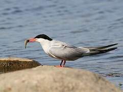 Common Tern