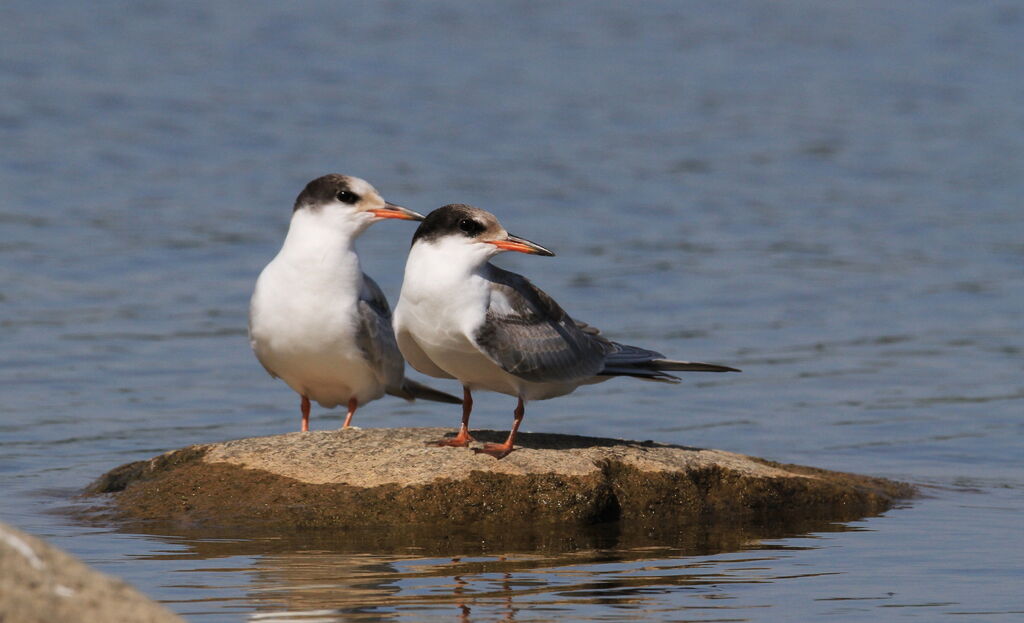 Common Tern