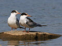 Common Tern