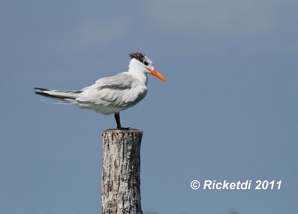 Royal Tern