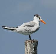 Royal Tern