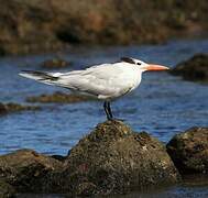 Royal Tern