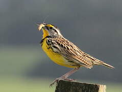 Eastern Meadowlark