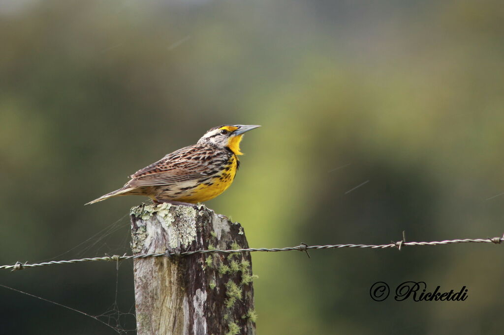 Eastern Meadowlark