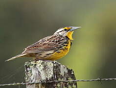 Eastern Meadowlark