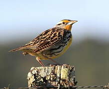 Eastern Meadowlark