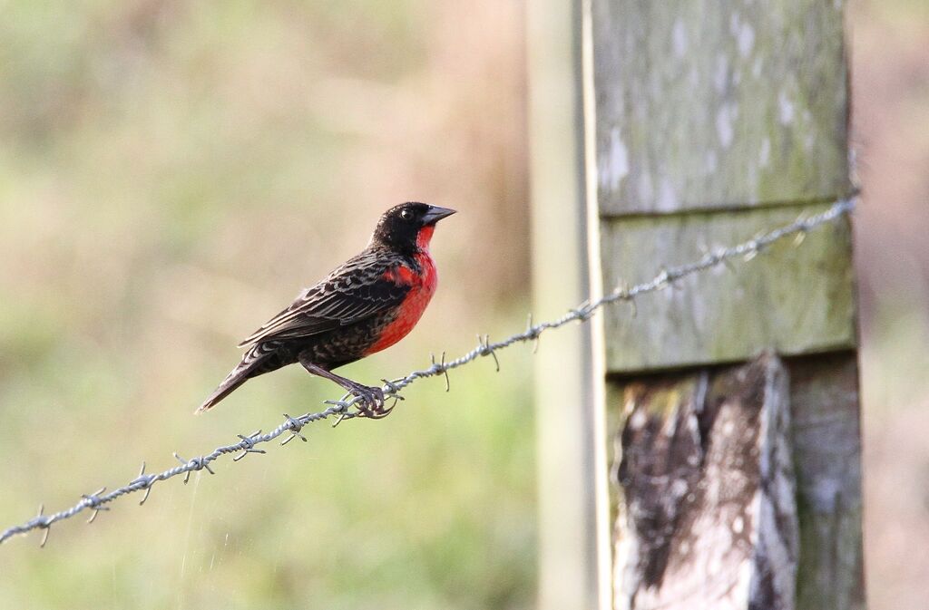 Red-breasted Blackbird