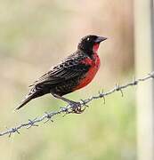 Red-breasted Meadowlark