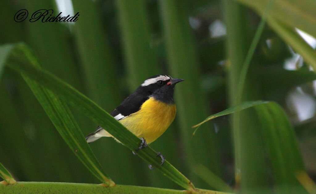 Bananaquit