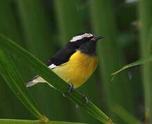 Bananaquit