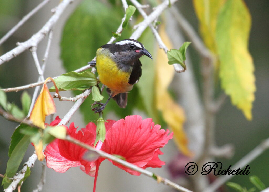 Bananaquit