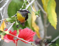 Bananaquit