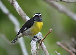 Bananaquit