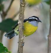 Bananaquit