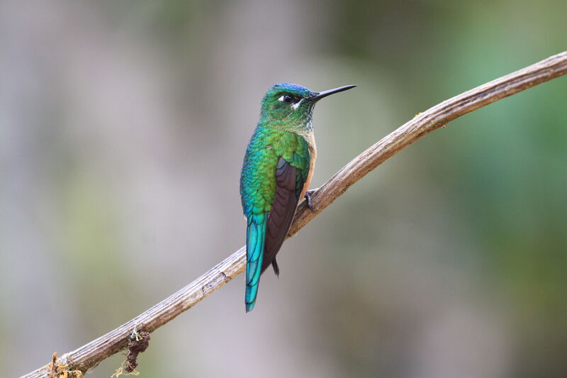 Long-tailed Sylph female