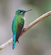 Long-tailed Sylph